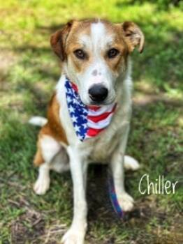 Rescue Great Pyrenees and Mixed Breed Dogs for Adoption in Joplin, Missouri - Johnny/chiller | PetCurious