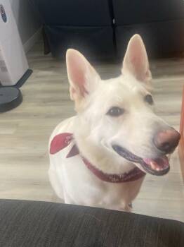 Rescue White German Shepherd Dogs for Adoption in Henderson, Nevada - Sir | PetCurious