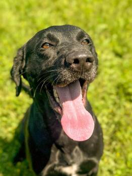 Maggie -  Labrador Retriever Dog for Adoption in Springfield, Tennessee - Maggie | PetCurious