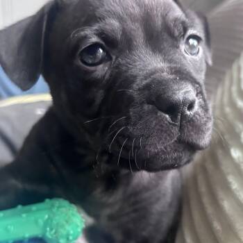 Porky Little Rascals - Local Pup -  Black Labrador Retriever Dog for Adoption in Andover, Massachusetts - Porky Little Rascals - Local Pup | PetCurious