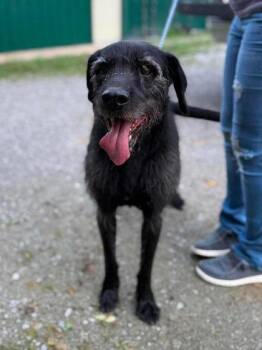 Pappy Mitch -  Mixed Breed Dog for Adoption in Leitchfield, Kentucky - Pappy Mitch | PetCurious
