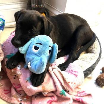 Dragon -  Retriever Dog for Adoption in South Elgin, Illinois - Dragon | PetCurious