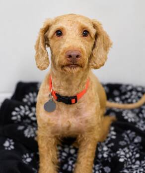 Padro -  Miniature Poodle Dog for Adoption in Pontiac, Michigan - Padro | PetCurious