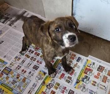 Peter Pan -  Mixed Breed Dog Available for Adoption in Rossville, Tennessee - Peter Pan | PetCurious