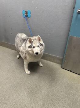 Rescue Siberian Husky Dogs for Adoption in Las Vegas, Nevada - LUNA | PetCurious