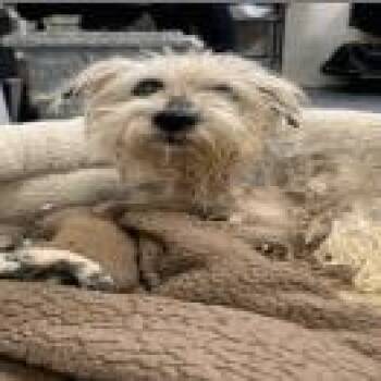 Shih Tzu Dogs Available for Adoption in Indianapolis, Indiana - Abajito | PetCurious