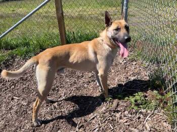 Rescue Anatolian Shepherd and Mixed Breed Dogs for Adoption in Mckinleyville, California - CHARLIE | PetCurious