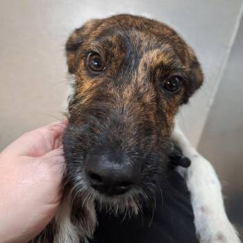 Sea Glass -  Standard Poodle and Hound Dog for Adoption in Baltimore, Maryland - Sea Glass | PetCurious