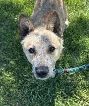 Cattle Dog Dogs Available for Adoption in Fort Collins, Colorado - RJ | PetCurious