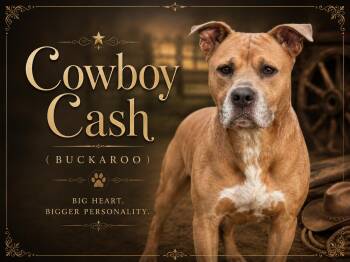 Cowboy Cash (Buckaroo) -  Labrador Retriever and American Staffordshire Terrier Dog for Adoption in Farmington, Missouri - Cowboy Cash (Buckaroo) | PetCurious