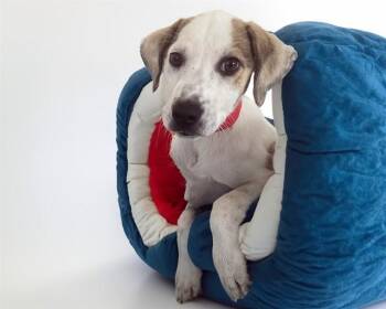FANCY -  Labrador Retriever and Mixed Breed Dog for Adoption in Fort Lauderdale, Florida - FANCY | PetCurious