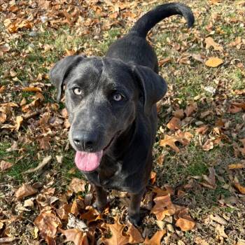 Rescue Labrador Retriever Dogs for Adoption in Sherman, Illinois - Shadow | PetCurious