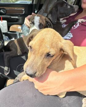 Rescue Mixed Breed Dogs for Adoption in Huntsville, Texas - Ash | PetCurious