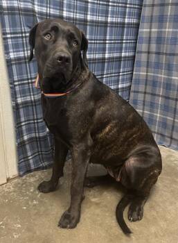 MARLEY -  Cane Corso Dog for Adoption in Rosenberg, Texas - MARLEY | PetCurious