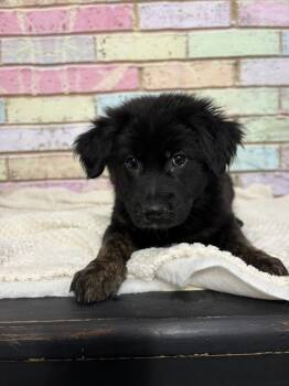 Ash (Apple Bloom) -  German Shepherd Dog Dog for Adoption in Dayton, Minnesota - Ash (Apple Bloom) | PetCurious