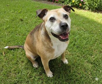 Rescue Boxer Dogs for Adoption in Parsons, Kansas - Grace | PetCurious