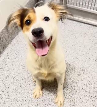 CHARLIE -  Australian Shepherd and Mixed Breed Dog for Adoption in Houston, Texas - CHARLIE | PetCurious