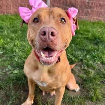 Rescue Terrier Dogs for Adoption in Flintstone, Maryland - Blessyin | PetCurious