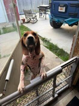 Maple -  Beagle Dog for Adoption in Morristown, Tennessee - Maple | PetCurious