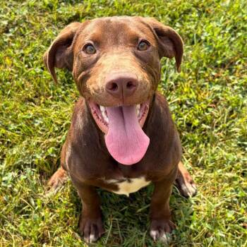 9 to 5 -  Chocolate Labrador Retriever and Pointer Dog for Adoption in Pekin, Illinois - 9 To 5 | PetCurious