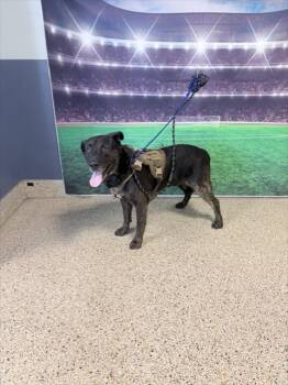 KUJO -  German Shepherd Dog and Mixed Breed Dog for Adoption in Doral, Florida - KUJO | PetCurious