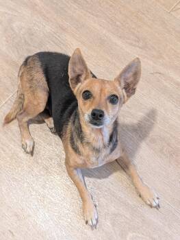 Sasha -  Dachshund and Chihuahua Dog for Adoption in Baton Rouge, Louisiana - Sasha | PetCurious