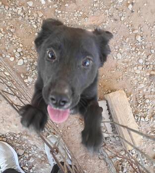 Mixed Breed Dogs Available for Adoption in Billings, Montana - Lol-P7 Marceline | PetCurious