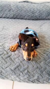 Rescue Miniature Pinscher Dogs for Adoption in Placentia, California - Scout | PetCurious