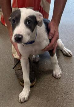 Rescue Mixed Breed Dogs for Adoption in Ashland, Kentucky - Remy | PetCurious