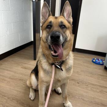 Augusta -  German Shepherd Dog Dog for Adoption in Lyndhurst, Virginia - Augusta | PetCurious