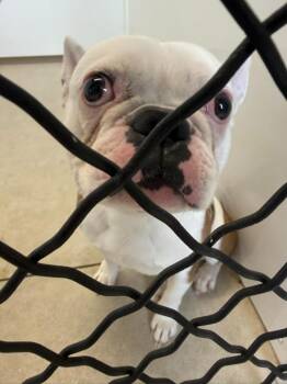 French Bull Dog -  French Bulldog Dog for Adoption in Winchester, Indiana - French Bull Dog | PetCurious