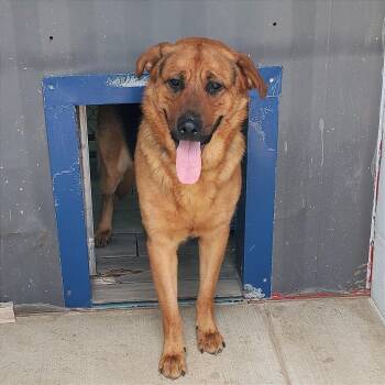 German Shepherd Dog Dogs Available for Adoption in Denison, Texas - Shepherd Book | PetCurious