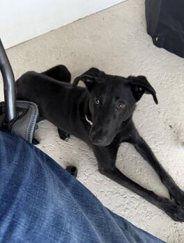 Meeka -  Black Labrador Retriever Dog for Adoption in Mooresville, North Carolina - Meeka | PetCurious