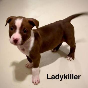 Lady Killer -  Pit Bull Terrier and Mixed Breed Dog for Adoption in Olathe, Kansas - Lady Killer | PetCurious