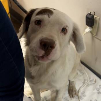 Rescue Retriever Dogs for Adoption in Yuma, Arizona - Diego | PetCurious