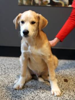 Rescue Mixed Breed Dogs for Adoption in West Chester, Pennsylvania - Goodall | PetCurious