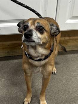 Chihuahua Dogs Available for Adoption - NEXTEL | PetCurious