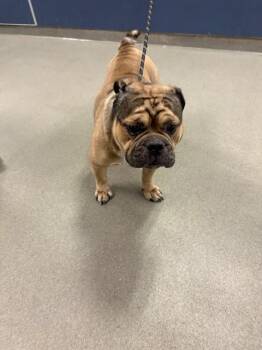 KING -  English Bulldog Dog for Adoption in Doral, Florida - KING | PetCurious
