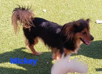 Allie Mickey -  Yorkshire Terrier and Dachshund Dog for Adoption in Fort Lupton, Colorado - Allie Mickey | PetCurious
