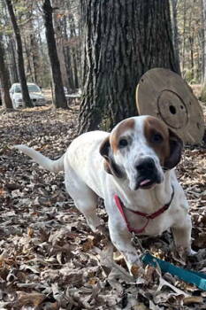 Rescue Basset Hound Dogs for Adoption in Hamilton, New Jersey - SLINKY | PetCurious