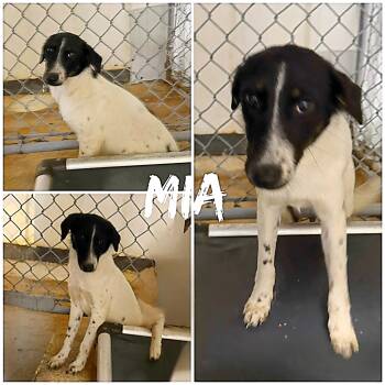 Fox Terrier Dogs Available for Adoption in Saint James, Missouri - Mia | PetCurious