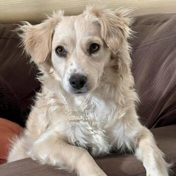 Australian Shepherd and Spaniel Dogs Available for Adoption in Mead, Colorado - Cowboy | PetCurious
