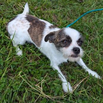 Rescue Mixed Breed and Terrier Dogs for Adoption in Houston, Texas - Luna Nicole | PetCurious