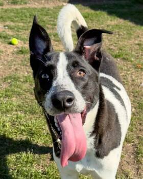 Rescue Mixed Breed Dogs for Adoption in Leander, Texas - Draco | PetCurious