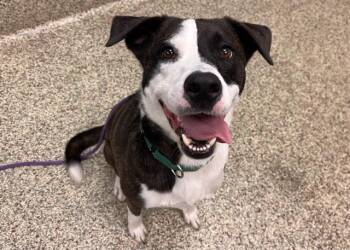 DALE -  Border Collie and Mixed Breed Dog for Adoption in Colorado Springs, Colorado - DALE | PetCurious
