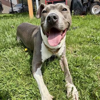 Terrier and Pit Bull Terrier Dogs Available for Adoption in Longview, Texas - Maddox | PetCurious