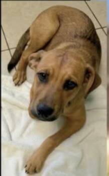 Labrador Retriever Dogs Available for Adoption in Plano, Texas - Walter | PetCurious