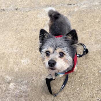 Yorkshire Terrier and Pomeranian Dogs Available for Adoption - Rocky  | PetCurious