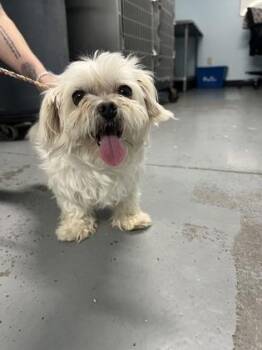 Appa -  Shih Tzu Dog for Adoption in Sacramento, California - Appa | PetCurious
