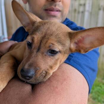 Mixed Breed Dogs Available for Adoption in Rockville, Maryland - Nugget | PetCurious